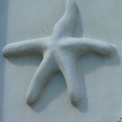 Estrella de mar